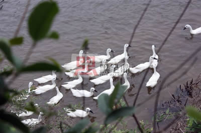 三年白鶩鴨